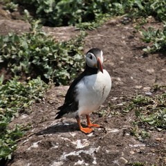 A view of a Puffin on Farne Islands