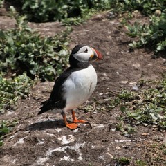 A view of a Puffin on Farne Islands