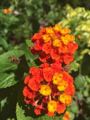 lantana camara flower