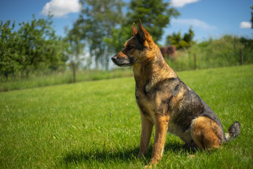 Schäferhund