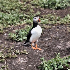 A view of a Puffin on Farne Islands
