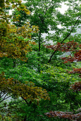 御嶽神社参道の三色に染まった木々