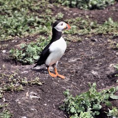 A view of a Puffin on Farne Islands
