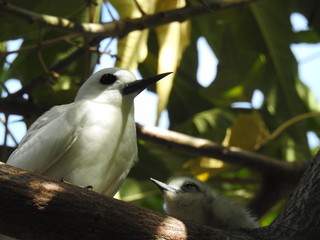 Hawaii White Tern & Chick