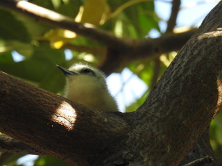 Hawaii White Tern & Chick