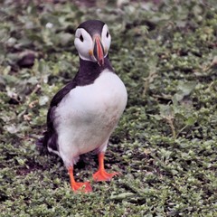 A view of a Puffin on Farne Islands