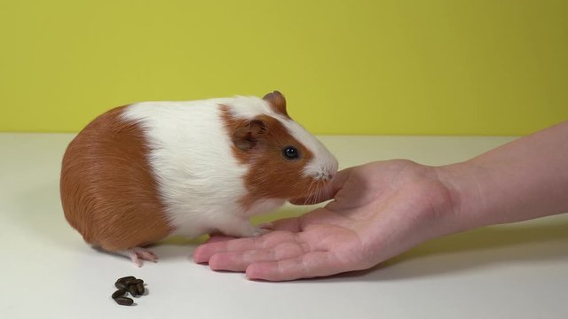 Closeup view of cute small brown and white home guinea pig pet sitting near pile of its poops. Owner woman proposes to home pet her empty hand to sit on palm, but animal just licking female fingers.