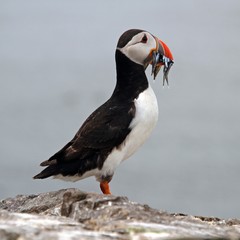 A view of a Puffin with sand eels on Farne Islands