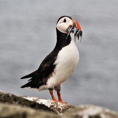 A view of a Puffin with sand eels on Farne Islands