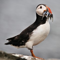 A view of a Puffin with sand eels on Farne Islands