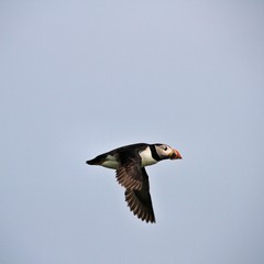 A puffin in flight over Farne Islands