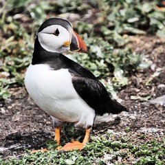 A view of a Puffin on Farne Islands