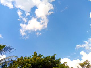 Green trees Sky background and white clouds