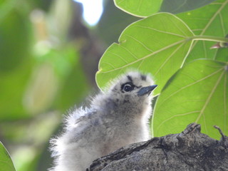 Hawaii White Tern & Chick