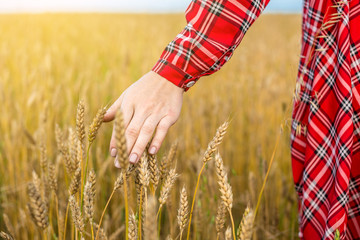 A woman in a red dress is walking through a wheat field and tenderly running her hand over the...