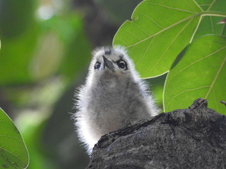 Hawaii White Tern & Chick