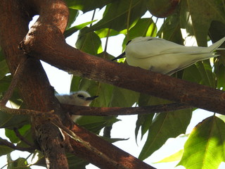 Hawaii White Tern & Chick