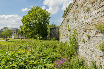 Fototapeta na wymiar City park with abundant vegetation, purple wildflowers and trees with green foliage next to the medieval city wall, sunny summer day in Maastricht, South Limburg, Netherlands
