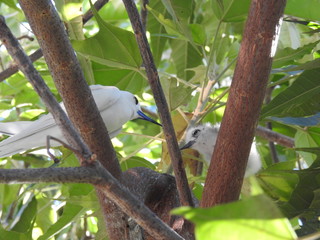 Hawaii White Tern & Chick