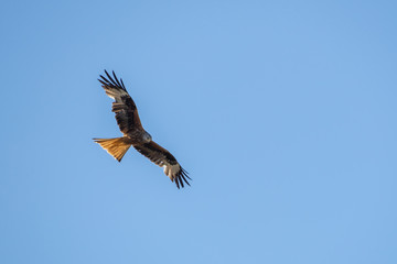 Fototapeta premium Rotmilan auf Futtersuche