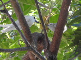 Hawaii White Tern & Chick