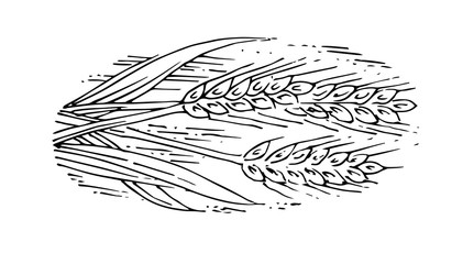 Wheat ears. Outline hand drawing. Isolated vector object on white background. Barley, rye, oats. Symbolic image. For farm products.