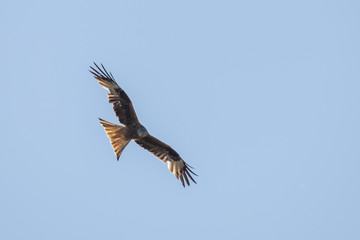 Fototapeta premium Rotmilan auf Futtersuche
