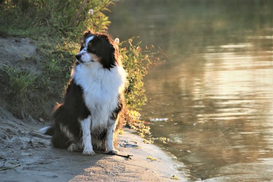 Australian Shepherd