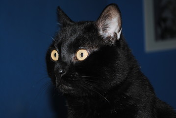 Serious black cat portrait.