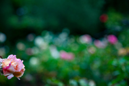 rose sur fond flout&eacute;