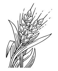 Wheat ears. Outline hand drawing. Isolated vector object on white background. Barley, rye, oats. Symbolic image. For farm products.