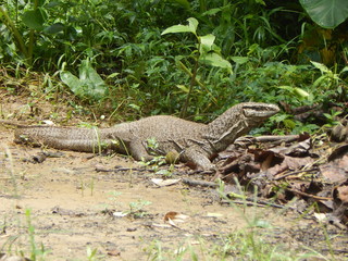 Indian Varanus Salvator.