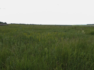 Green spring meadow against the sky.