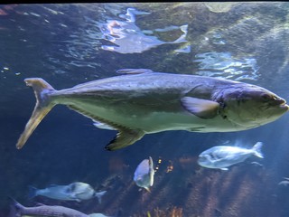 Naklejka na ściany i meble Musée océanographique de Monaco monte Carlo, poissons Némo, crabe méduse requin crustacé tortue de mer poulpe, espèce rare et protégé, Unesco mer sous-marin, profondeurs océan