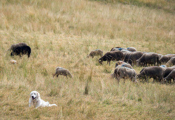 LES GORGES DU VERDON