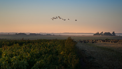 Amrum Nordsee