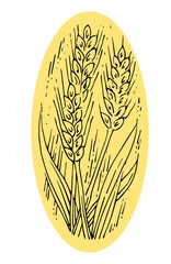 Wheat ears. Outline hand drawing. Isolated vector object on white background. Barley, rye, oats. Symbolic image. For farm products.