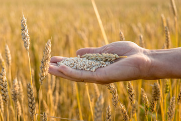 A man is holding in his palm a handful of ripe wheat grains and a spikelet in the field