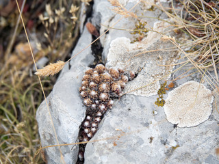 LES GORGES DU VERDON