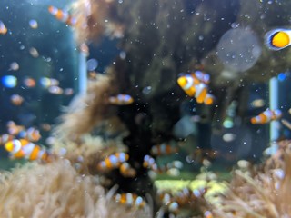 Musée océanographique de Monaco monte Carlo, poissons Némo, crabe méduse requin crustacé...