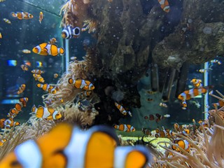 Musée océanographique de Monaco monte Carlo, poissons Némo, crabe méduse requin crustacé...