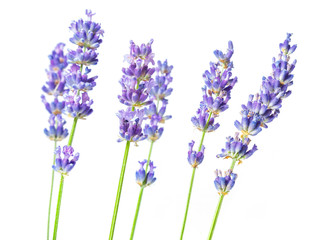 Lavender flower in purple, violet colors on white background - isolated close-up macro image