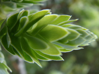 Fototapeta na wymiar Hawaii Plants