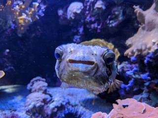 Musée océanographique de Monaco monte Carlo, poissons Némo, crabe méduse requin crustacé...