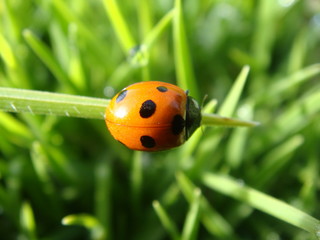 Hawaii Ladybug