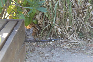 Aout, corse, vacance 2020
mer
paysages
vu sur la mer

corse
altitude
soleil
rochers