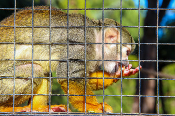 Caged squirrel monkey eating. Saimiri behind bars with food in its hand.