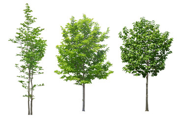 Tree dicut at isolated on white background.