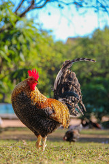 Rooster looking back and standing. Side view on green grass.