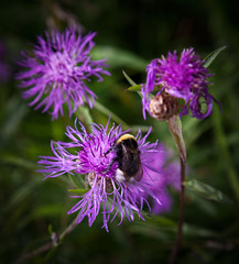 Purple summer flowers and bumblebee.